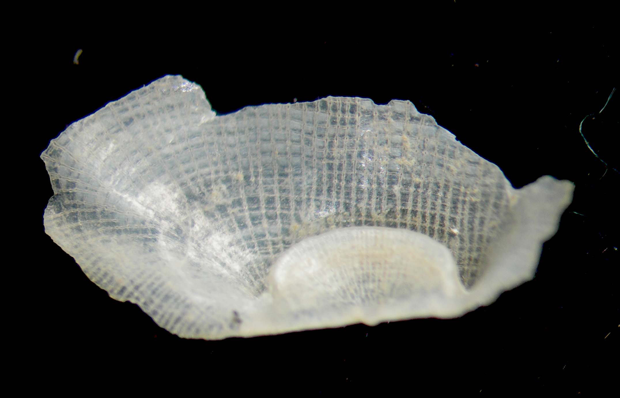 Bivalve??????????????????????????????????????????